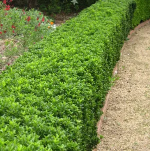 Green Boxleaf Euonymus