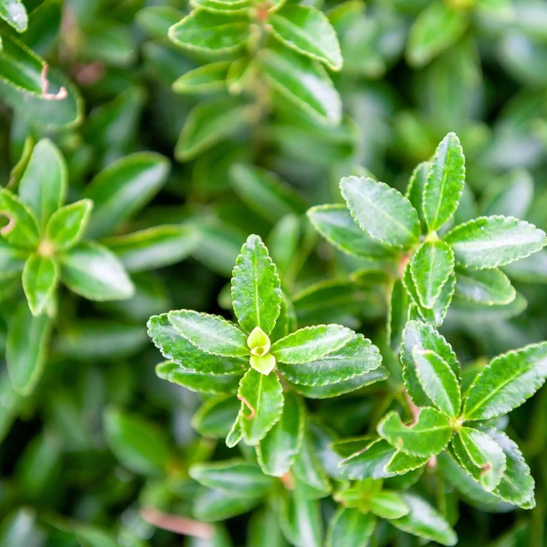 Green Boxleaf Euonymus